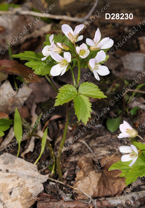 Twoleaf Toothwort (Cardamine diphylla)